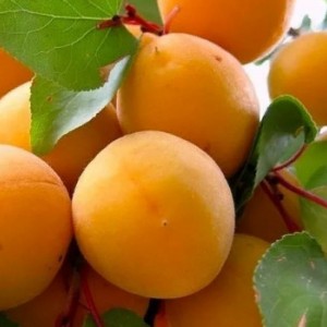 Саженец абрикоса Челябинского раннего