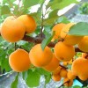 Саженец абрикоса Первенец Самары