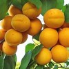 Саженец абрикоса Уралец