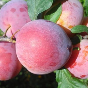 Саженец алычи Дынной (Средняя/Красная)
