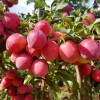 Саженец алычи Оленька (Средняя/Красная)