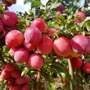 Саженец алычи Оленька (Средняя/Красная)
