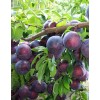 Саженец алычи Шатер (Ранняя/Фиолетовая)