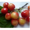 Саженец черешни Краса Кубани