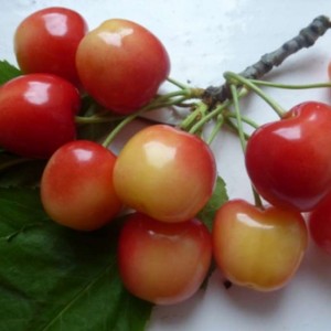 Саженец черешни Краса Кубани