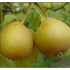 Саженец груши Башкирской Летней