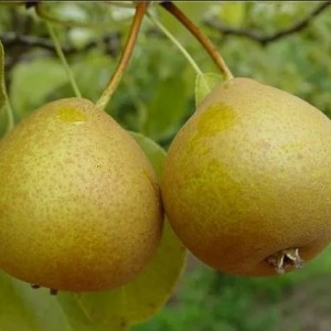 Саженец груши Башкирской Летней