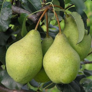 Саженец груши Орловской летней