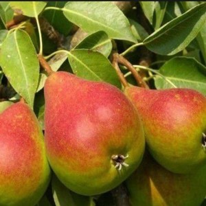 Саженец груши Северянки краснощекой