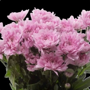 Саженец хризантемы Калимба