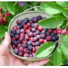 Саженец ирги Бриллиант