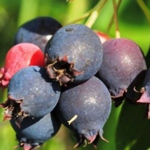 Саженец ирги Красноярской