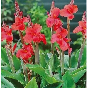 Корневище канны Миссис Оклахома