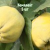 Саженцы айвы грушевидной Подарочная - комплект 5 шт.