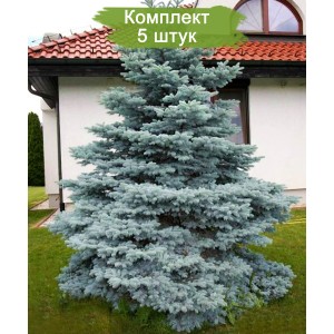 Саженцы Ели колючей Мисти Блу (Pungens Misty Blue) (Саженцы до 40 см) -  комплект 5 шт.