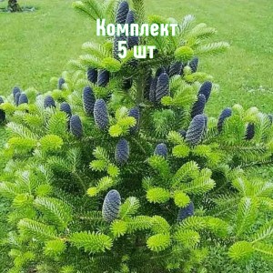 Саженец ели корейской 40-60 см - комплект 5 шт.