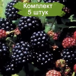 Саженцы черной ежемалины Дарроу (Darrow) -  комплект 5 шт.