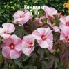 Саженцы гибискуса Коппер Кинг - комплект 5 шт.