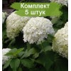 Саженцы гортензии древовидной Баунти (Bounty) - комплект 5 шт.