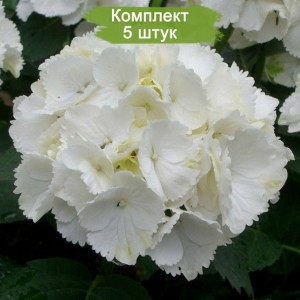 Саженцы гортензии крупнолистной Уайт Вондер (White Wonder) -  комплект 5 шт.