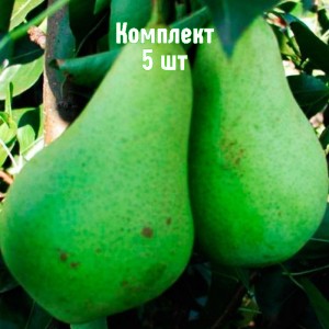 Саженцы груши Первомайской - комплект 5 шт.