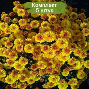 Саженцы желтой хризантемы мультифлоры Кинг Йеллоу (King Yellow) -  комплект 5 шт.
