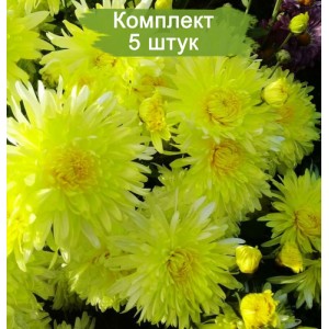 Саженцы желтой хризантемы мультифлоры Москва -  комплект 5 шт.