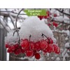 Саженцы калины обыкновенной -  комплект 5 шт.