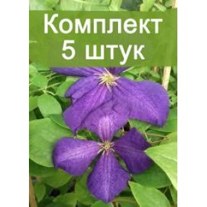 Саженцы клематиса Жакмана Суперба ( Jackmanii Superba ) -  комплект 5 шт.