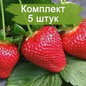 Саженцы Клубники Пирчинкью (Ранняя) -  комплект 5 шт.