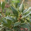 Саженцы лавра благородного (Laurus nobilis) - комплект 5 шт.
