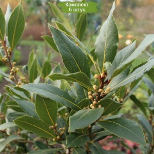 Саженцы лавра благородного (Laurus nobilis) - комплект 5 шт.