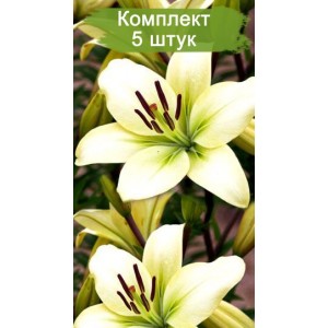 Луковицы лилии Курьер (Courier) - комплект 5 шт.