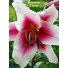 Луковицы лилии Садовое удовольствие (Garden Pleasure) ОТ-гибрид - комплект 5 шт.