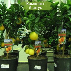 Саженцы лимона Новогрузинского - комплект 5 шт.
