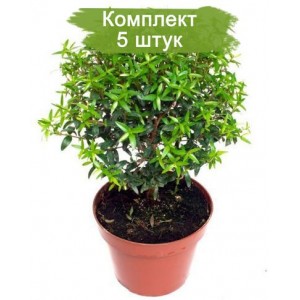Саженцы мирта - комплект 5 шт.