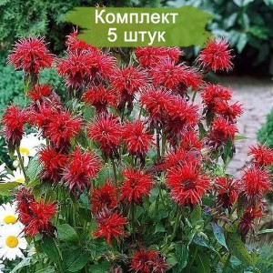 Cаженцы монарды гибридной Кембридж Скарлет (Cambridge Scarlet) - комплект 5 шт.