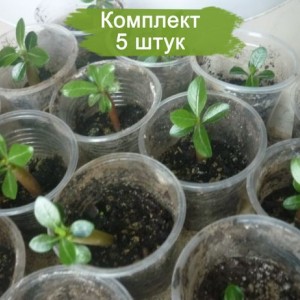 Саженцы олеандра (30-50 см) в ассортименте - комплект 5 шт.