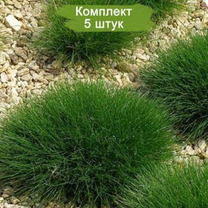 Саженцы овсяницы метельчатой Пик Карлит (Pic Carlit) - комплект 5 шт.