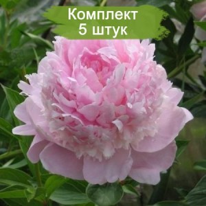 Саженцы пиона Эйнджел чик (Angel Cheeks) - комплект 5 шт.
