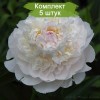 Саженцы пиона Блаш Квин (Blush Queen) - комплект 5 шт.