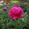 Саженцы пиона Черри роял (Cherry royal ) - комплект 5 шт.
