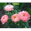 Саженцы пиона Корал чарм (Coral Charme) - комплект 5 шт.