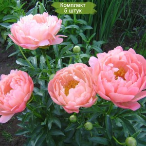 Саженцы пиона Корал чарм (Coral Charme) - комплект 5 шт.