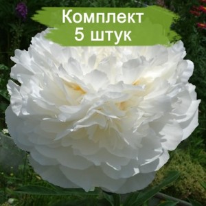 Саженцы пиона Эльзас Лорайн (Elzas Lorein ) - комплект 5 шт.