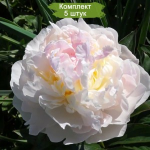 Саженцы пиона Флоренс Николс (Florence Nicholls ) - комплект 5 шт.