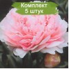 Саженцы пиона Мис Ливингстоун Фаранд (Miss Livingston Farand ) - комплект 5 шт.