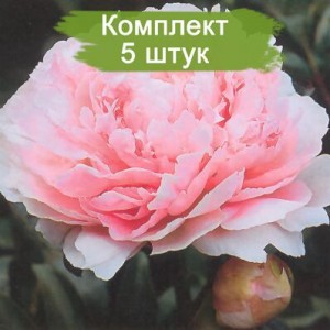 Саженцы пиона Мис Ливингстоун Фаранд (Miss Livingston Farand ) - комплект 5 шт.