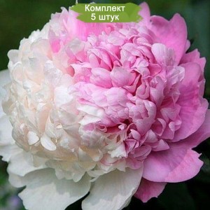 Саженцы пиона Мистер Эдд (Mister Edd ) - комплект 5 шт.