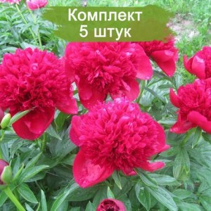 Саженцы пиона Ред Чарм (Red Charm ) - комплект 5 шт.